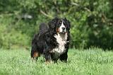 BOUVIER BERNOIS 057